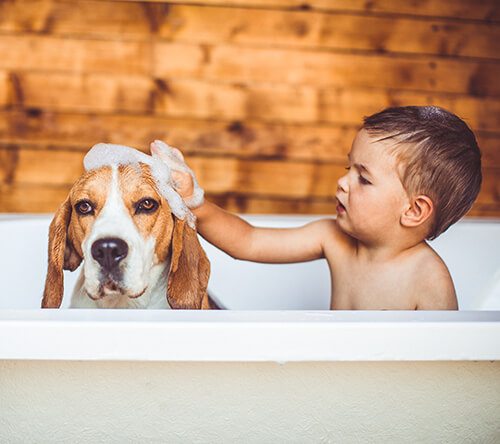What does a whole-house water filter do?